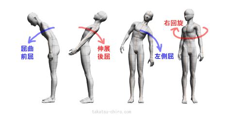 方向用語|【機能解剖学の基礎】解剖学的立位姿勢・方向・三面三軸の考え方